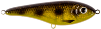 Spotted Bullhead