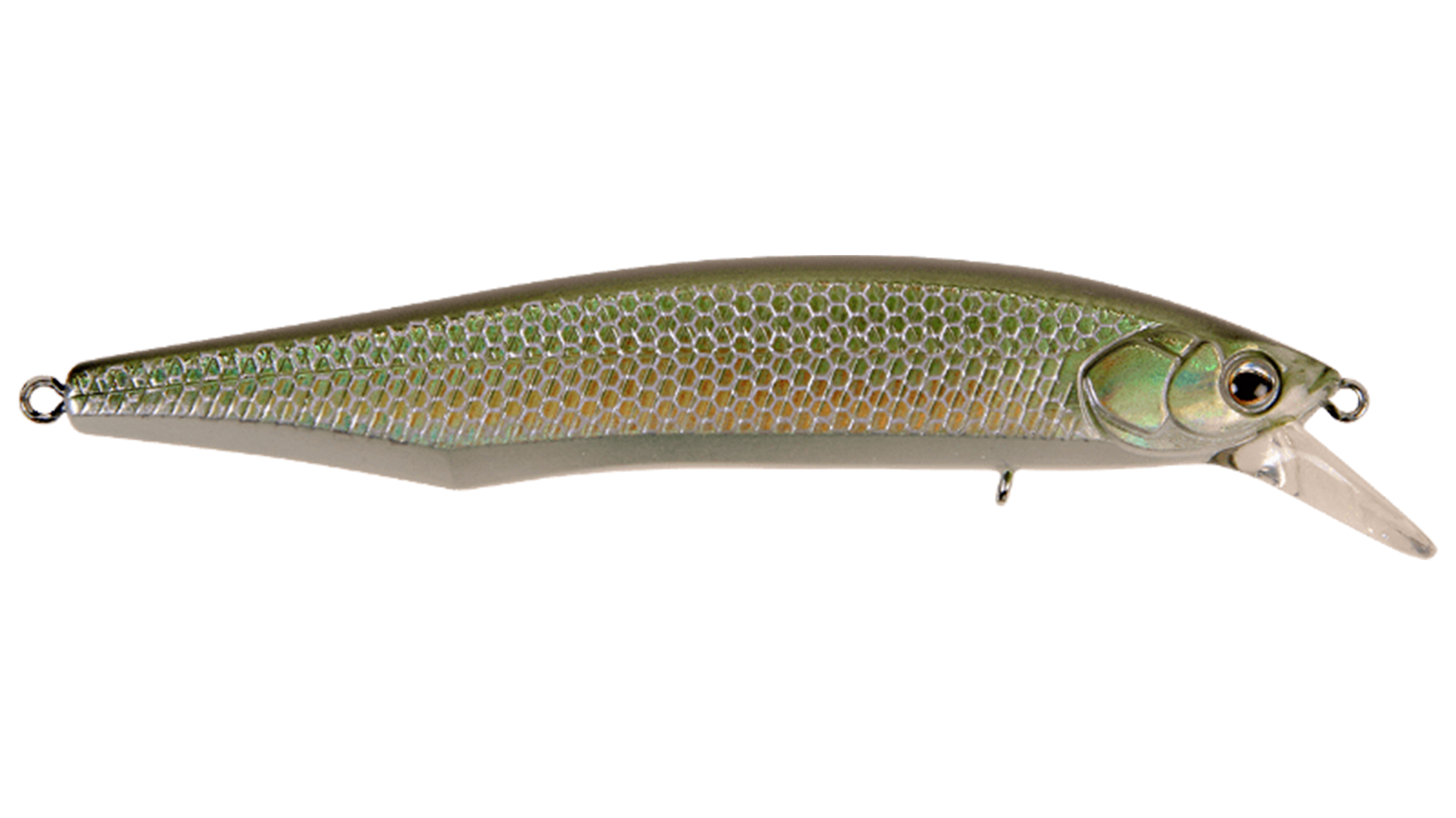 Gizzard Shad