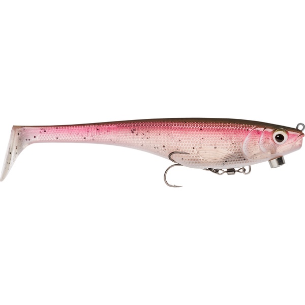Live Rainbow Trout