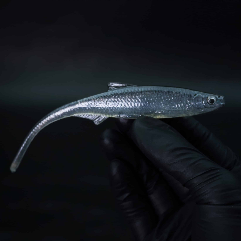 Evä Baits Bleak Spike Tail 15cm